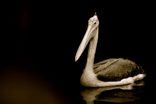Обои картинки фото животные, пеликаны, вода, птица, тёмный, фон, клюв, пеликан