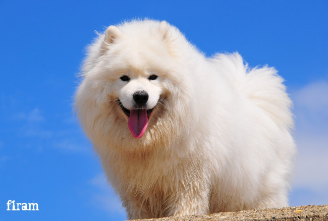 Обои картинки фото животные, собаки, пудель, собака, небо, друг, белый
