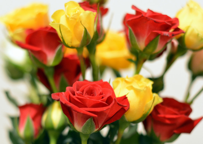 Обои картинки фото цветы, розы, разноцветные, букет