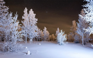 Картинка природа зима деревья снег ночь