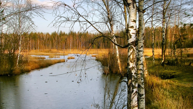 Обои картинки фото природа, реки, озера, весна, березки