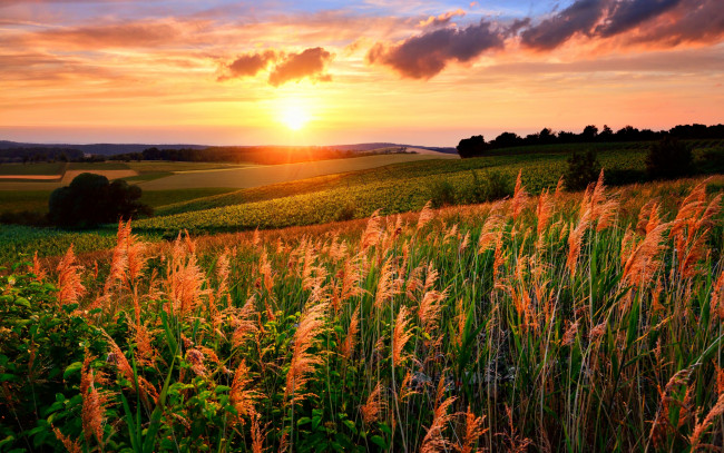 Обои картинки фото природа, восходы, закаты, поле, трава, закат