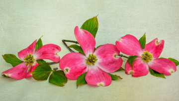 Картинка цветы кизил розовый