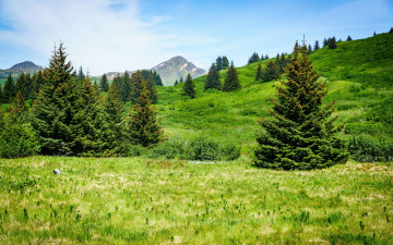 Картинка природа луга горы луг елки