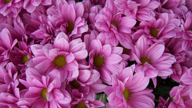 Обои картинки фото цветы, хризантемы, розовые