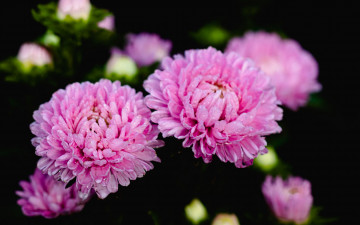 Картинка цветы астры розовые макро капли