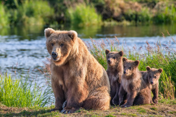 обоя alaska brown bears, животные, медведи, alaska, brown, bears