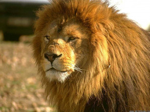 Картинка царь зверей животные львы