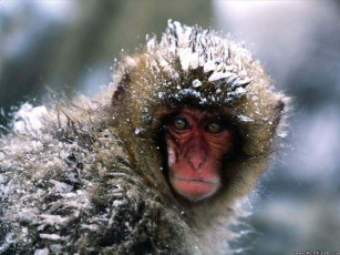 Картинка обезьяна животные обезьяны