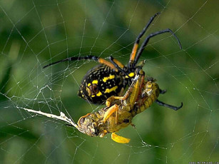 Картинка паук поедает кузнечика животные пауки