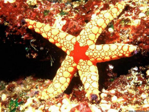 Картинка звеза животные морские звёзды