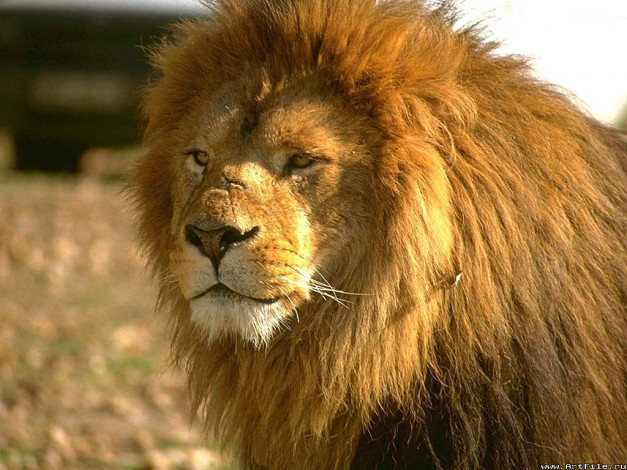 Обои картинки фото царь, зверей, животные, львы