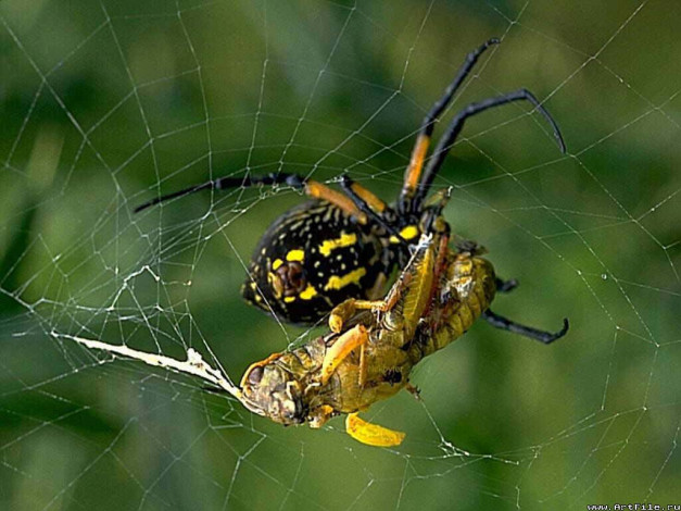 Обои картинки фото паук, поедает, кузнечика, животные, пауки