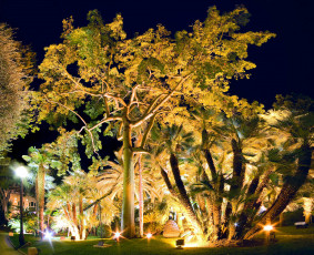 Картинка природа деревья подсветка