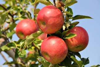 Картинка природа плоды красные яблоки
