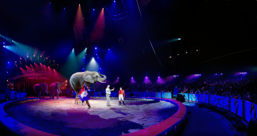 Картинка животные слоны цирк