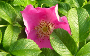 Картинка цветы шиповник розовый среди зелени