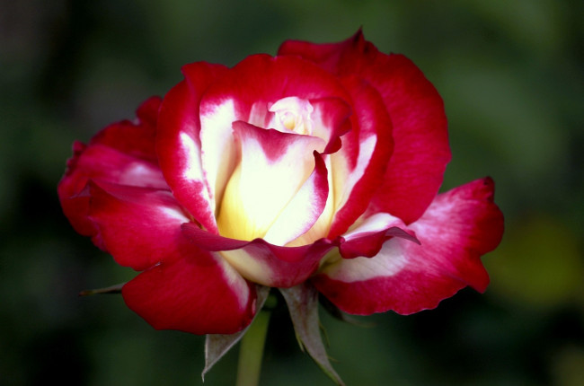 Обои картинки фото цветы, розы, белый, разноцветный, красный