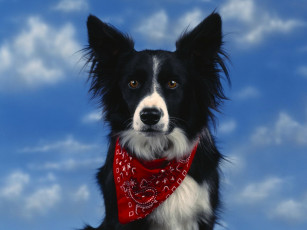 Картинка животные собаки собака повязка небо