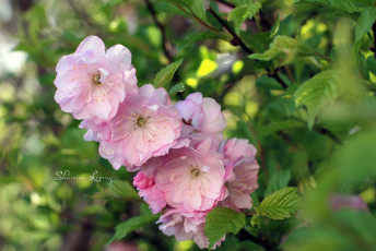 Картинка цветы сакура вишня ветка розовый цветение