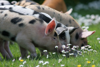 Картинка животные свиньи кабаны поросята пятна