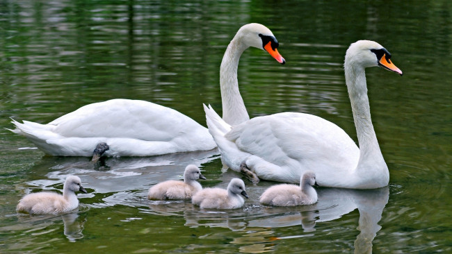 Обои картинки фото swan, family, животные, лебеди, пара, с, птенцами, семья