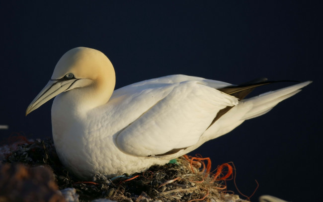 Обои картинки фото bird, on, the, nest, животные, олуши, чайка, на, гнезде