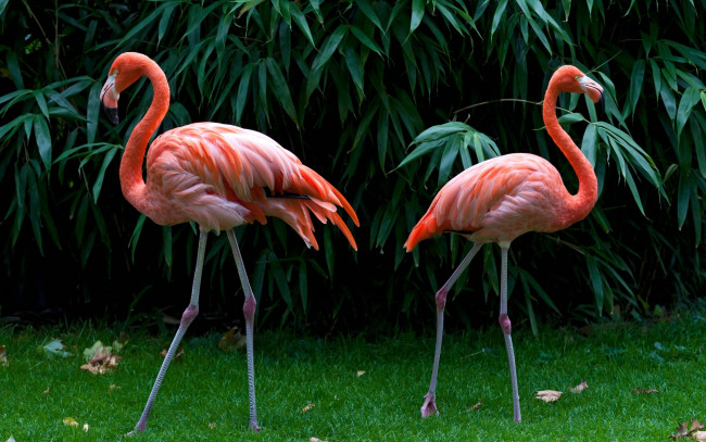 Обои картинки фото pink, flamingos, животные, фламинго, заросли, пара, вода