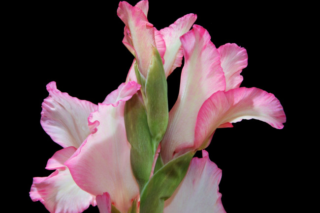 Обои картинки фото цветы, гладиолусы, нежность, розовый