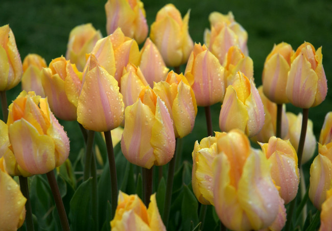 Обои картинки фото цветы, тюльпаны, желтый, капли