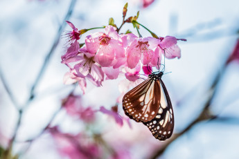 Картинка животные бабочки цветок бабочка цветение нектар дерево весна