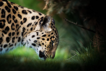 Картинка животные леопарды пятна профиль морда амурский хищник трава