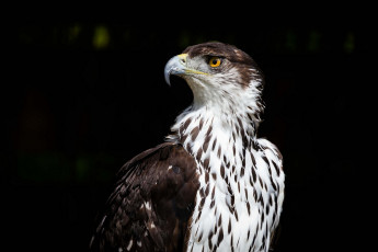 Картинка животные птицы+-+хищники клюв профиль орел