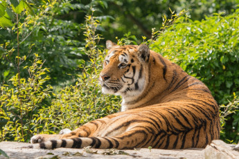 Картинка животные тигры кошка лежит отдых зелень полоски лето