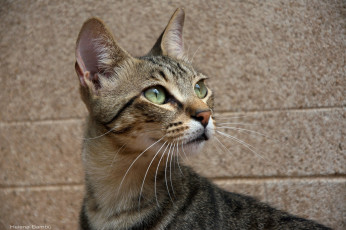 Картинка животные коты мордочка стена уши усы
