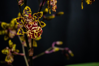 Картинка цветы орхидеи яркий пестрый цветок макро