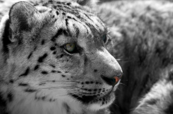 Картинка животные снежный+барс+ ирбис кошка морда мех серый
