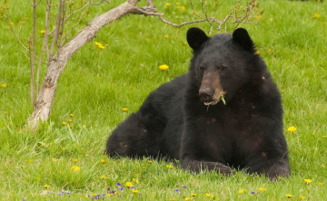 Картинка животные медведи трава цветы