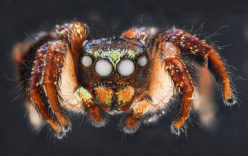 Картинка животные пауки насекомое макросъемка