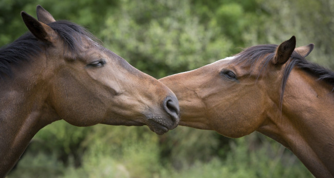 Обои картинки фото животные, лошади, любовь, пара, морда, профиль, дружба, кони, ласка