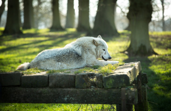 Обои картинки фото животные, волки,  койоты,  шакалы, лежит, хищник, белый, отдых, волк