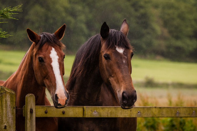 Обои картинки фото животные, лошади, пара, загон, дождь, ограда, морда, кони