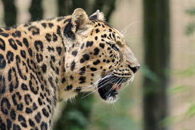 Обои картинки фото животные, леопарды, хищник, пятна, морда, профиль