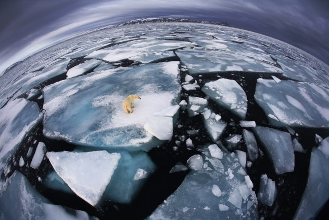 Обои картинки фото животные, медведи, белый, медведь, ледник, холод, мороз, океан, зима, одиночесто