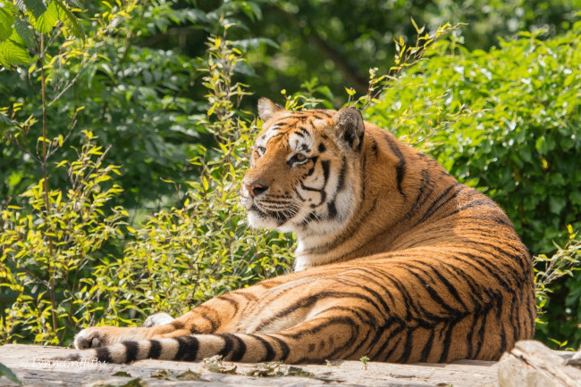 Обои картинки фото животные, тигры, кошка, лежит, отдых, зелень, полоски, лето
