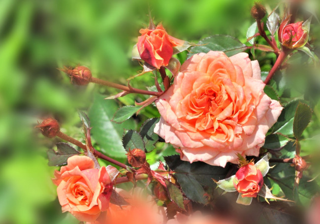 Обои картинки фото цветы, розы, персик