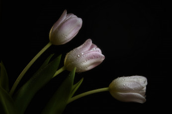 Картинка цветы тюльпаны капли бледно-розовые роса темный фон