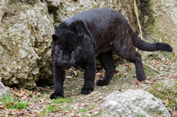Картинка животные пантеры прогулка мощь чёрный ягуар