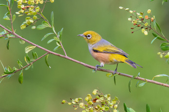 Картинка silvereye животные птицы птичка