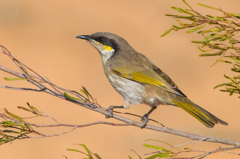 обоя singing honeyeater - lichenostomus virescens, животные, птицы, птичка